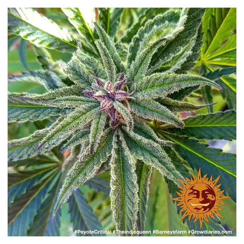 Peyote Critical, Фасовка: 3, изображение 8